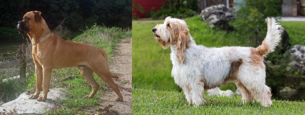 Grand Griffon Vendeen vs Bullmastiff - Breed Comparison