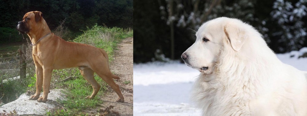 Great Pyrenees vs Bullmastiff - Breed Comparison