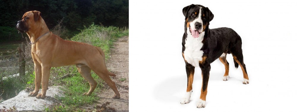 Greater Swiss Mountain Dog vs Bullmastiff - Breed Comparison