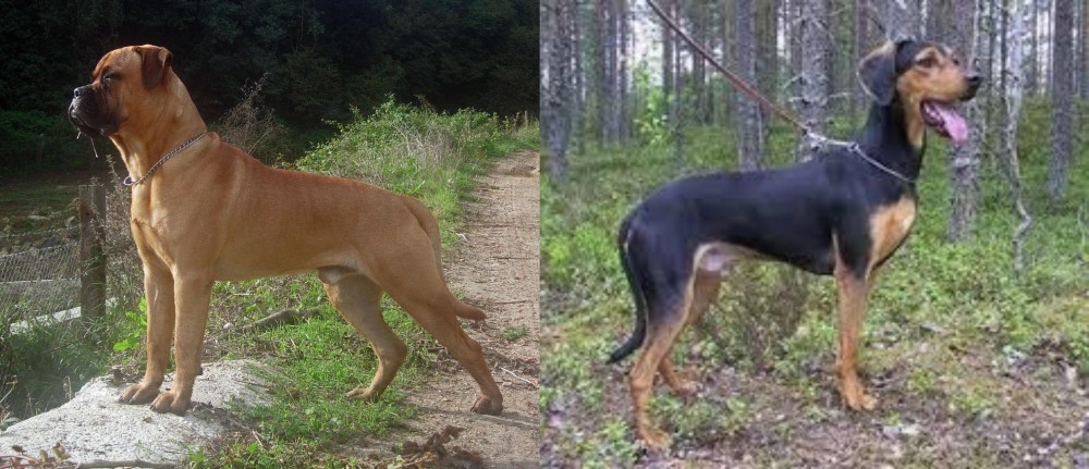Greek Harehound vs Bullmastiff - Breed Comparison