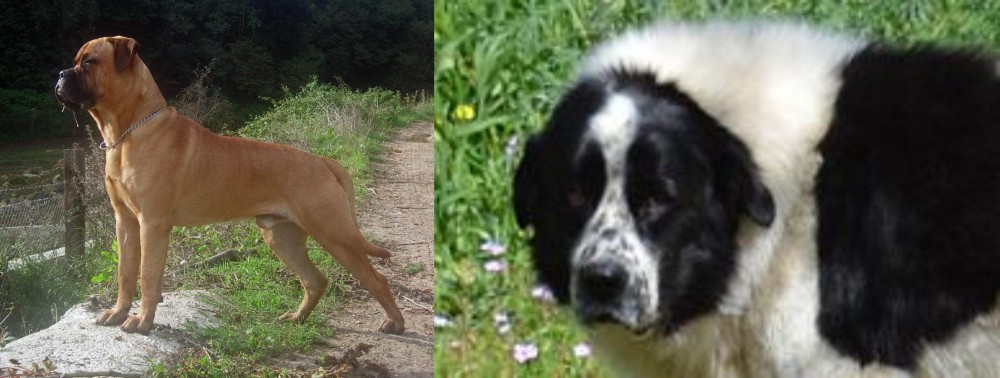 Greek Sheepdog vs Bullmastiff - Breed Comparison