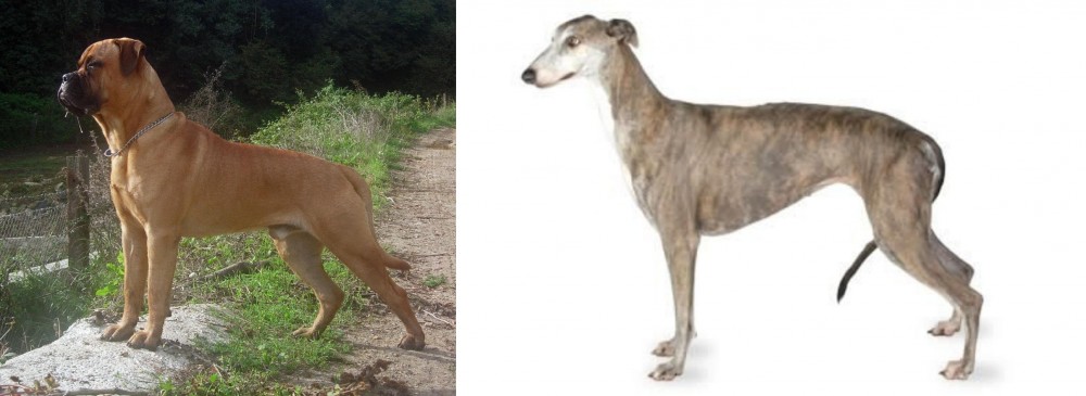 Greyhound vs Bullmastiff - Breed Comparison