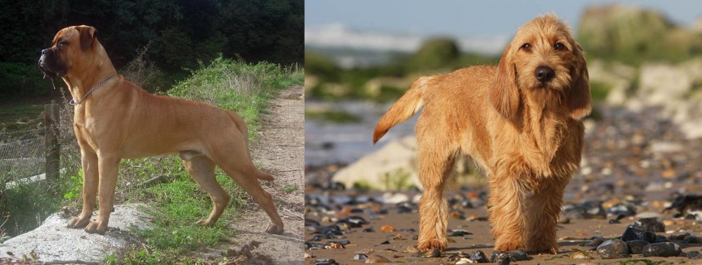Griffon Fauve de Bretagne vs Bullmastiff - Breed Comparison