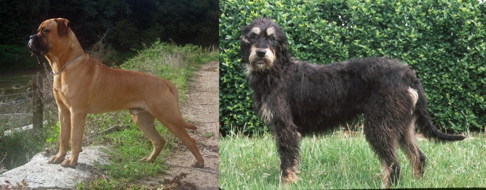 Griffon Nivernais vs Bullmastiff - Breed Comparison