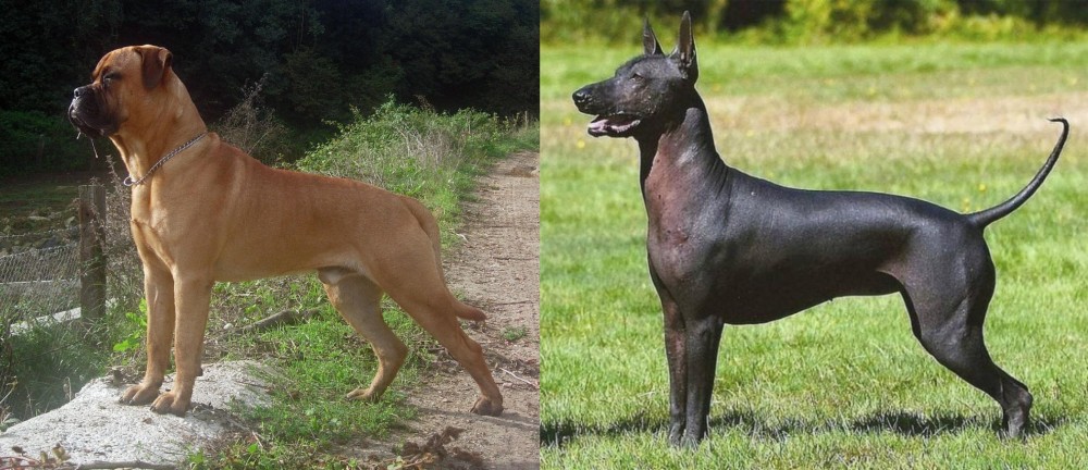 Hairless Khala vs Bullmastiff - Breed Comparison