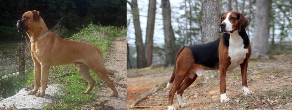 Hamiltonstovare vs Bullmastiff - Breed Comparison