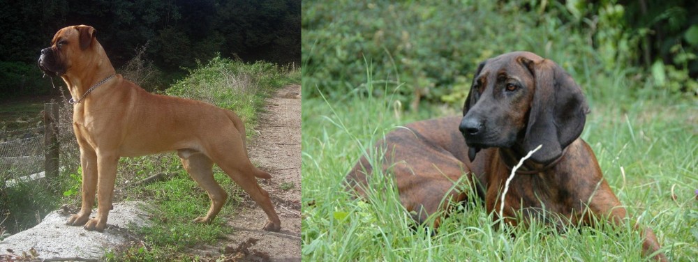 Hanover Hound vs Bullmastiff - Breed Comparison