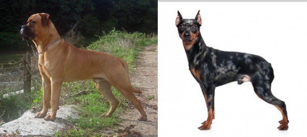 Harlequin Pinscher vs Bullmastiff - Breed Comparison