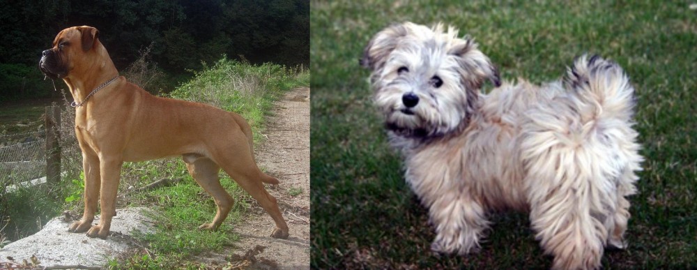 Havapoo vs Bullmastiff - Breed Comparison