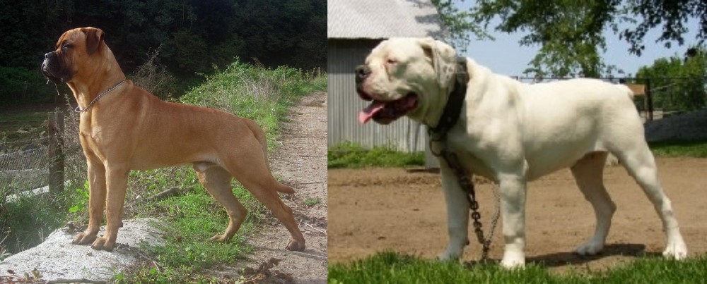 Hermes Bulldogge vs Bullmastiff - Breed Comparison