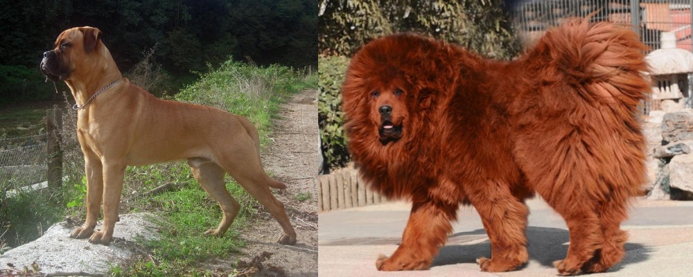 Himalayan Mastiff vs Bullmastiff - Breed Comparison