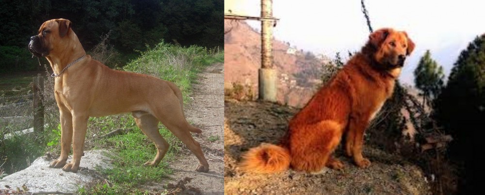 Himalayan Sheepdog vs Bullmastiff - Breed Comparison