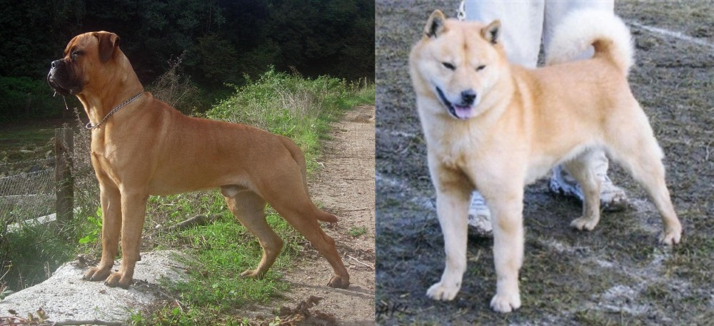 Hokkaido vs Bullmastiff - Breed Comparison