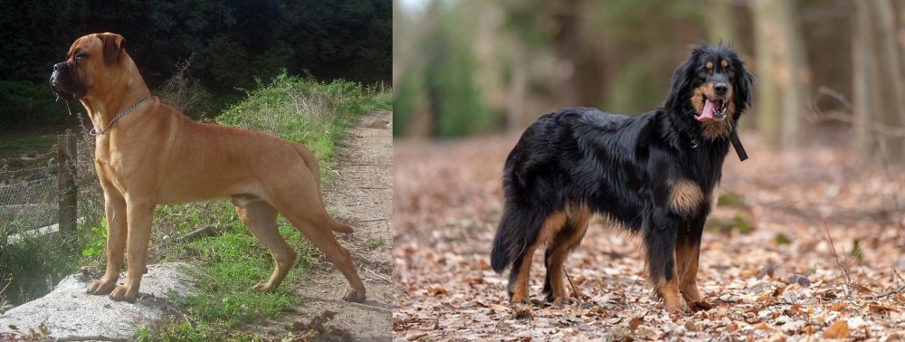 Hovawart vs Bullmastiff - Breed Comparison