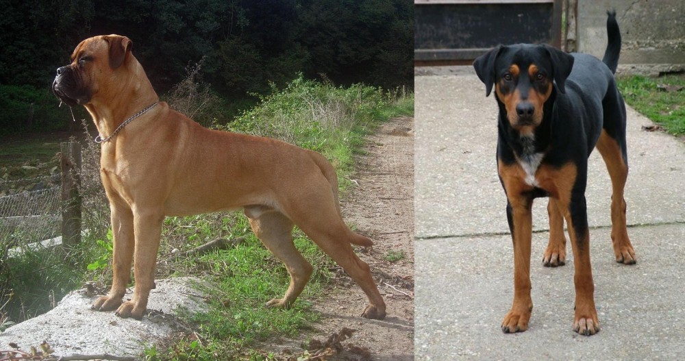 Hungarian Hound vs Bullmastiff - Breed Comparison