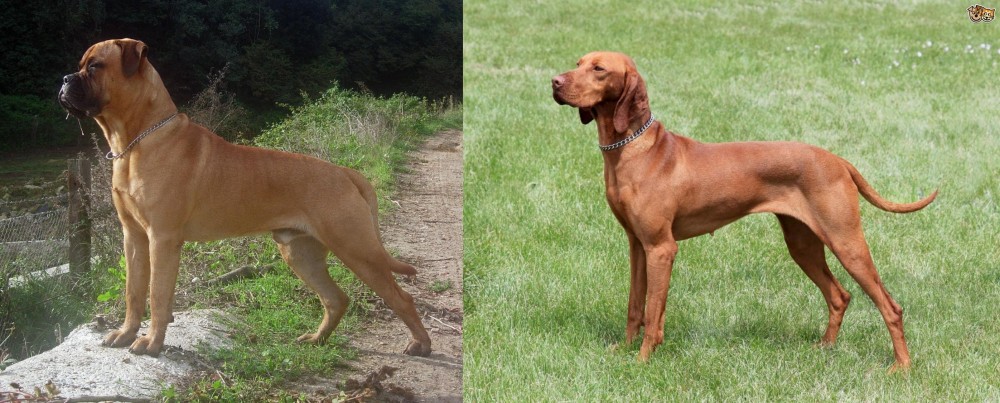 Hungarian Vizsla vs Bullmastiff - Breed Comparison