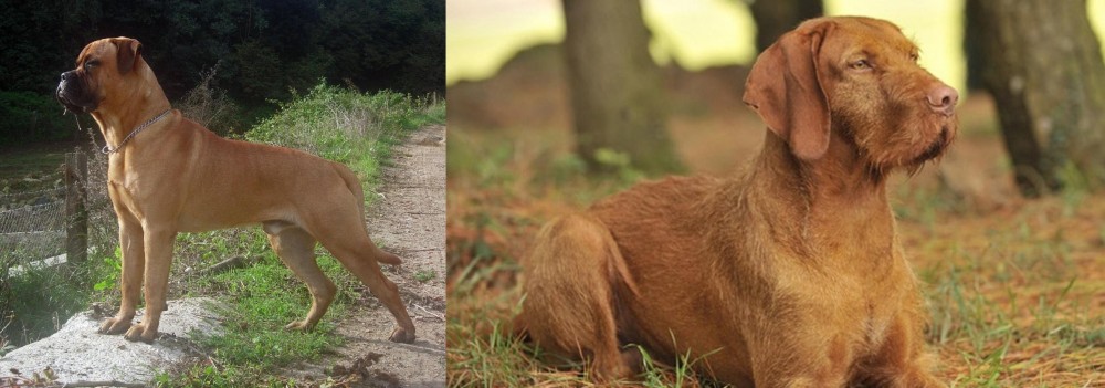 Hungarian Wirehaired Vizsla vs Bullmastiff - Breed Comparison