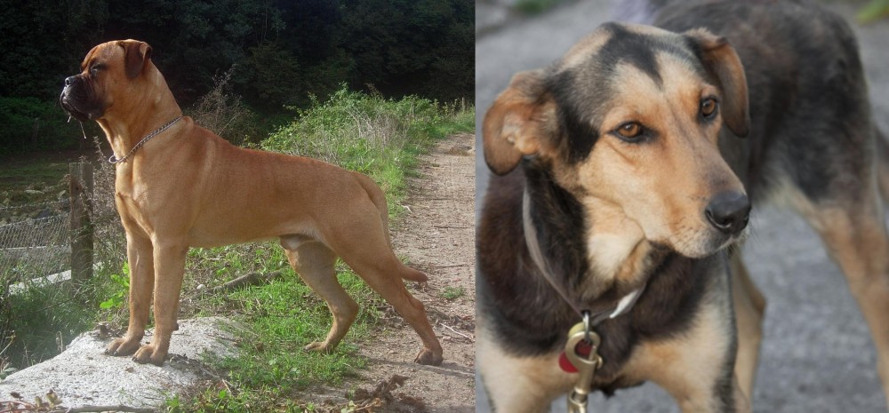 Huntaway vs Bullmastiff - Breed Comparison