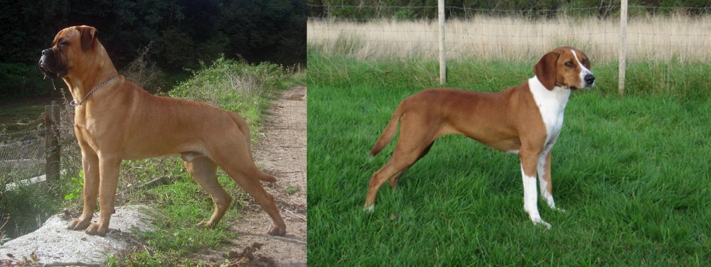 Hygenhund vs Bullmastiff - Breed Comparison