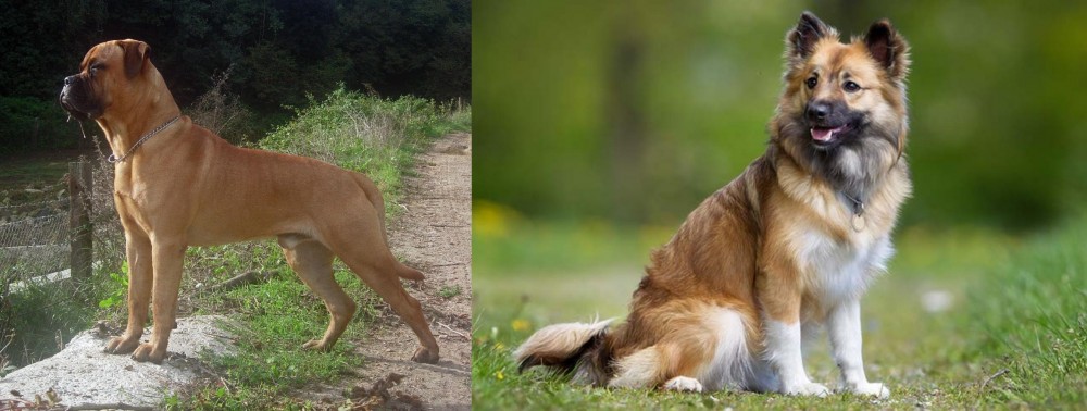 Icelandic Sheepdog vs Bullmastiff - Breed Comparison