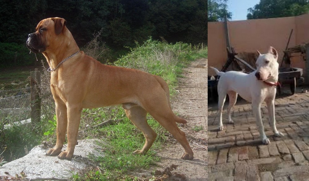 Indian Bull Terrier vs Bullmastiff - Breed Comparison