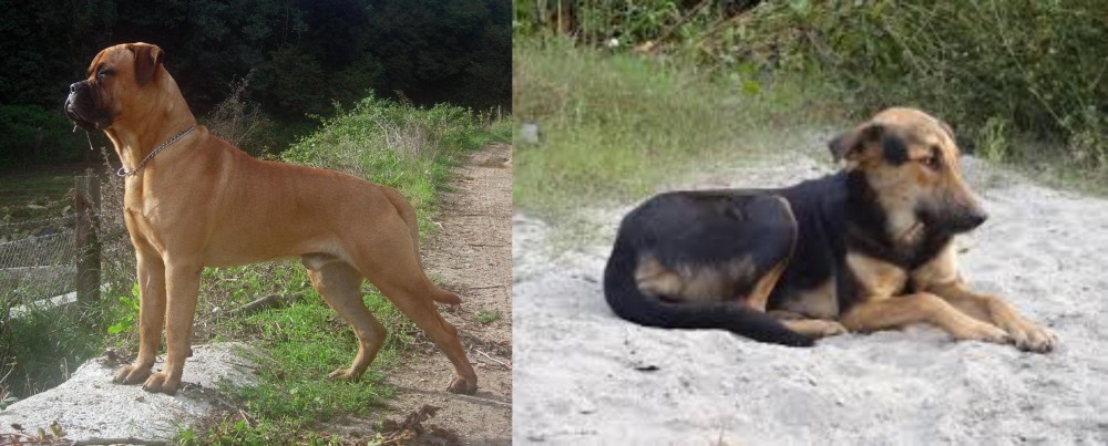 Indian Pariah Dog vs Bullmastiff - Breed Comparison