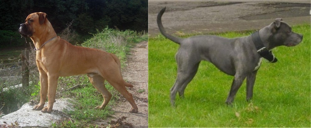 Irish Bull Terrier vs Bullmastiff - Breed Comparison