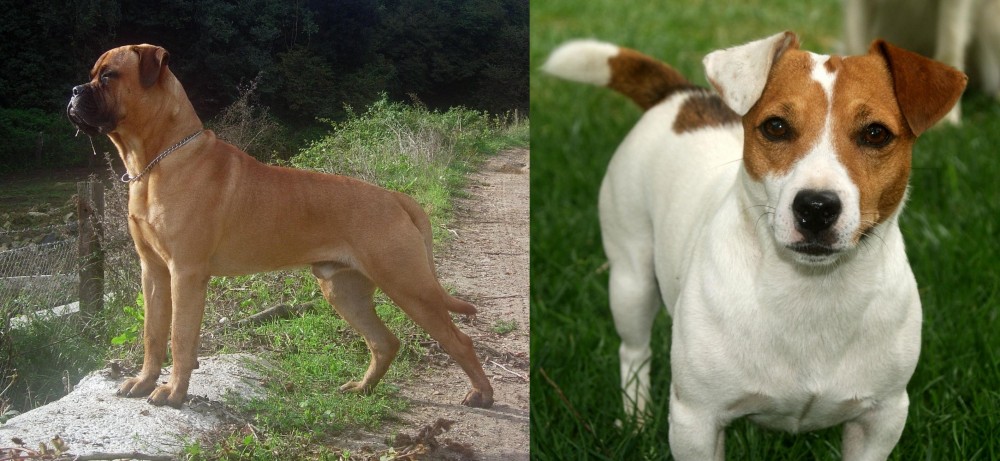 Irish Jack Russell vs Bullmastiff - Breed Comparison