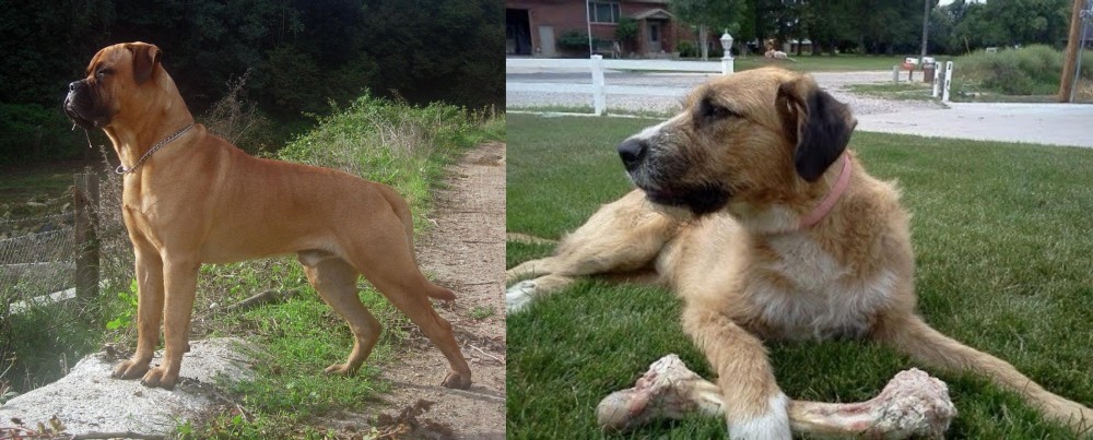 Irish Mastiff Hound vs Bullmastiff - Breed Comparison