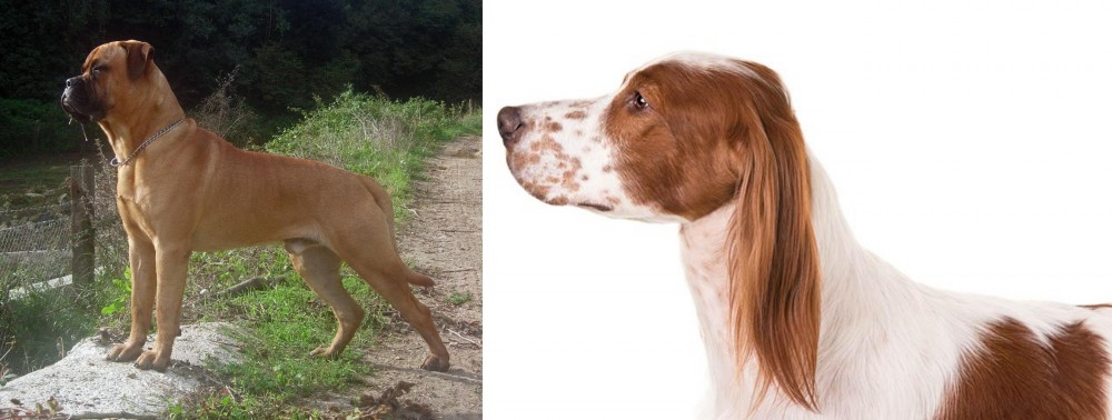 Irish Red and White Setter vs Bullmastiff - Breed Comparison