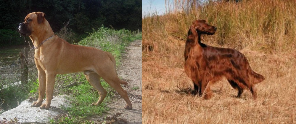 Irish Setter vs Bullmastiff - Breed Comparison