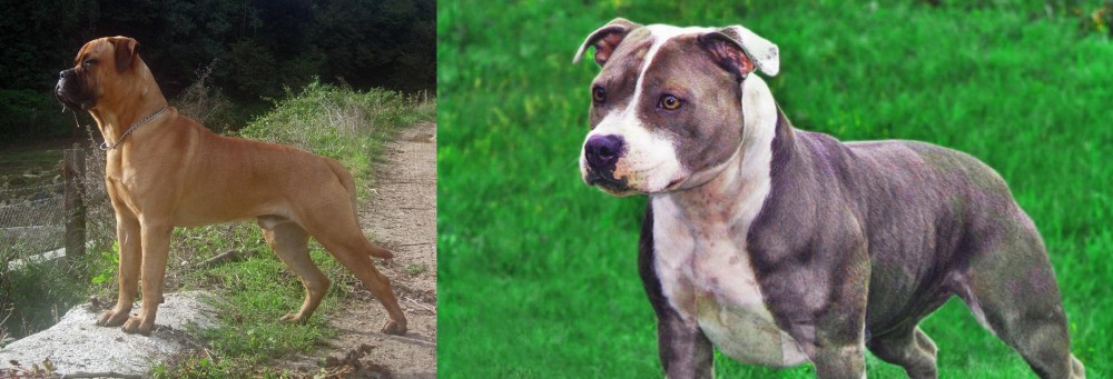 Irish Staffordshire Bull Terrier vs Bullmastiff - Breed Comparison