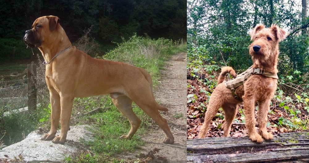Irish Terrier vs Bullmastiff - Breed Comparison
