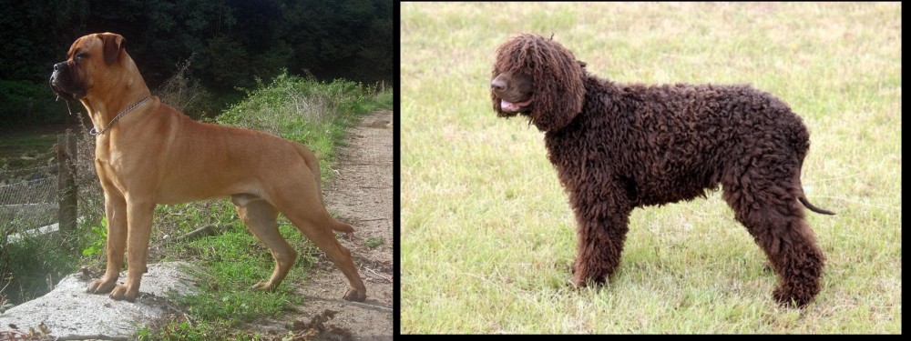 Irish Water Spaniel vs Bullmastiff - Breed Comparison