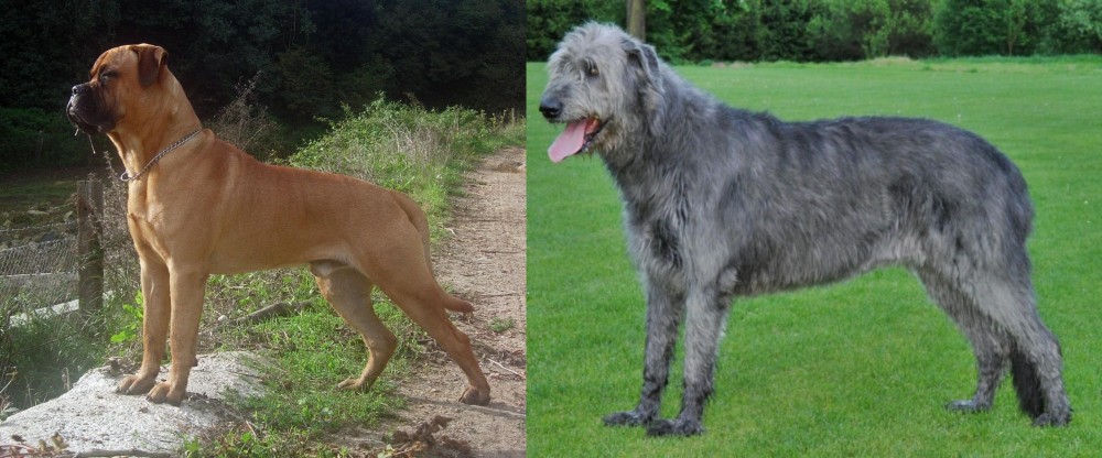 Irish Wolfhound vs Bullmastiff - Breed Comparison