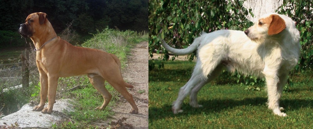 Istarski Ostrodlaki Gonic vs Bullmastiff - Breed Comparison