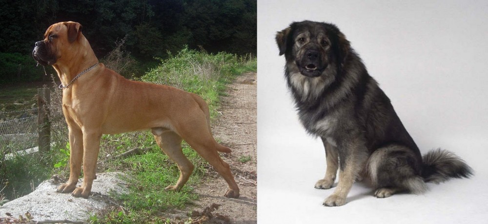 Istrian Sheepdog vs Bullmastiff - Breed Comparison