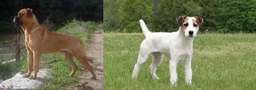 Jack Russell Terrier vs Bullmastiff - Breed Comparison
