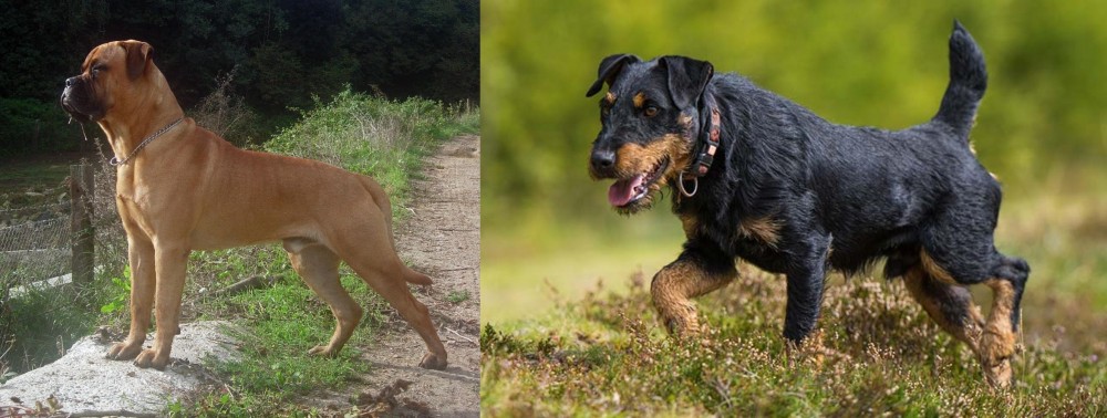 Jagdterrier vs Bullmastiff - Breed Comparison