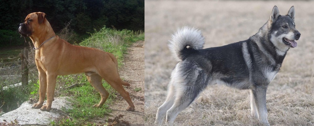 Jamthund vs Bullmastiff - Breed Comparison
