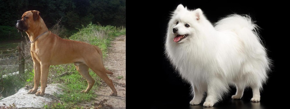 Japanese Spitz vs Bullmastiff - Breed Comparison