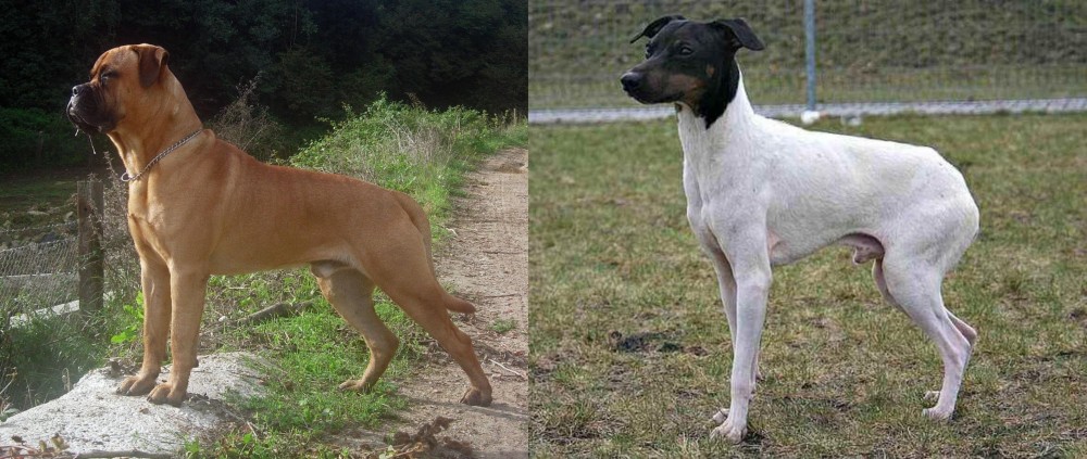 Japanese Terrier vs Bullmastiff - Breed Comparison