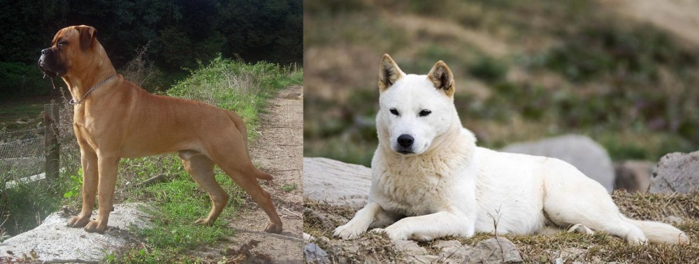 Jindo vs Bullmastiff - Breed Comparison