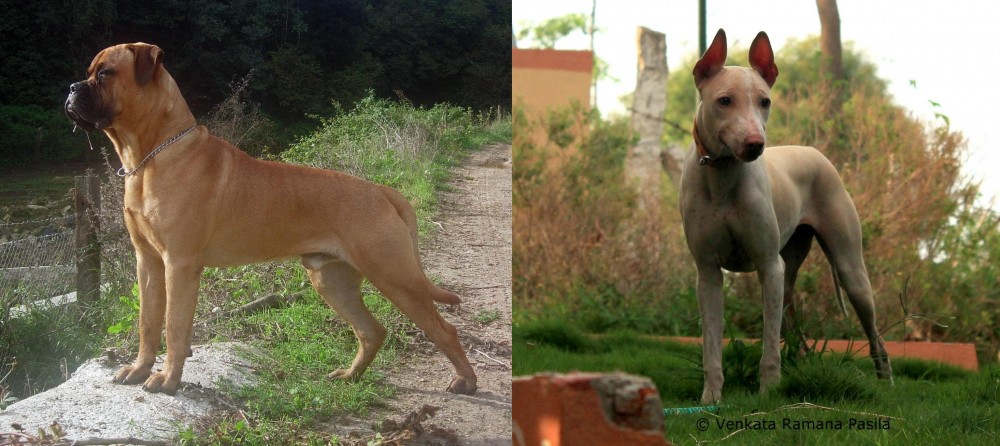 Jonangi vs Bullmastiff - Breed Comparison