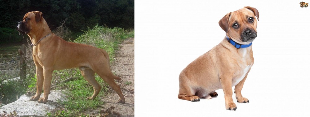 Jug vs Bullmastiff - Breed Comparison