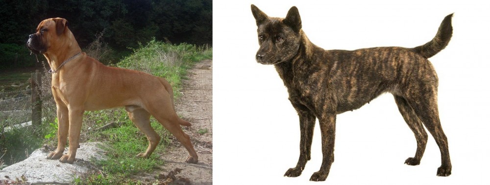 Kai Ken vs Bullmastiff - Breed Comparison