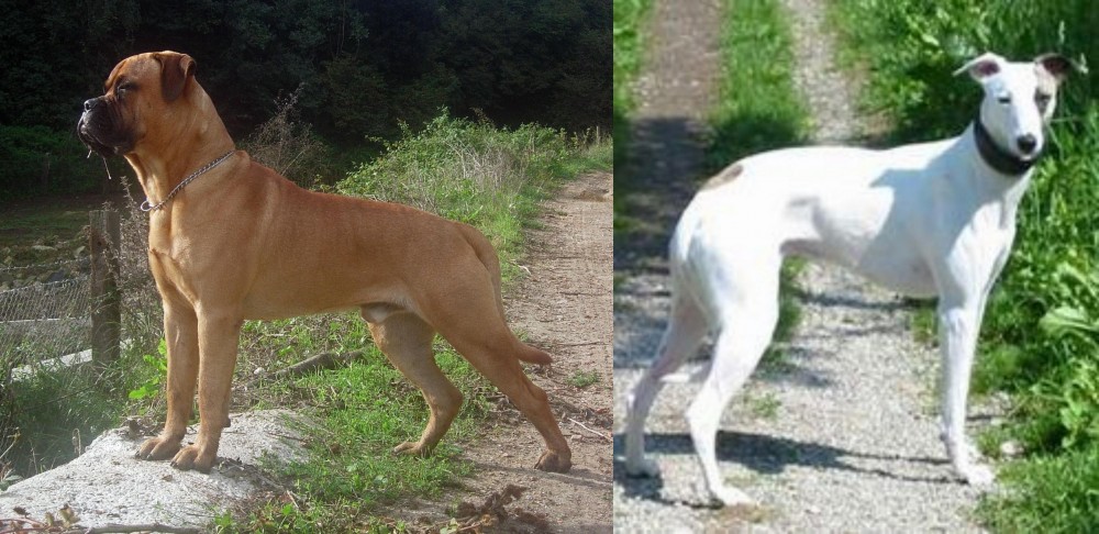 Kaikadi vs Bullmastiff - Breed Comparison