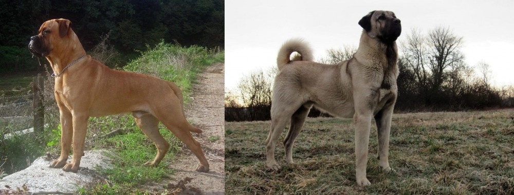 Kangal Dog vs Bullmastiff - Breed Comparison