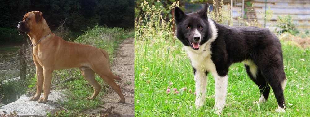 Karelian Bear Dog vs Bullmastiff - Breed Comparison