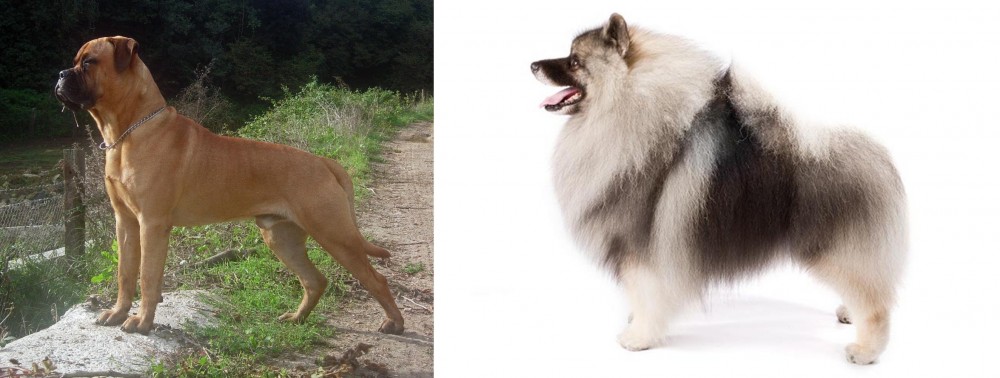 Keeshond vs Bullmastiff - Breed Comparison
